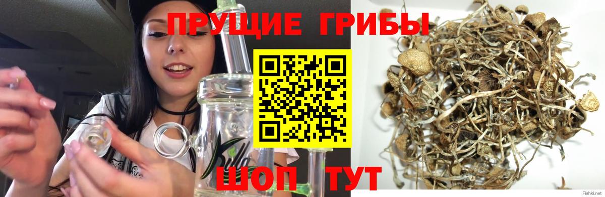 Псилоцибиновые грибы Psilocybe  Вход с VPN  Улан-Удэ 