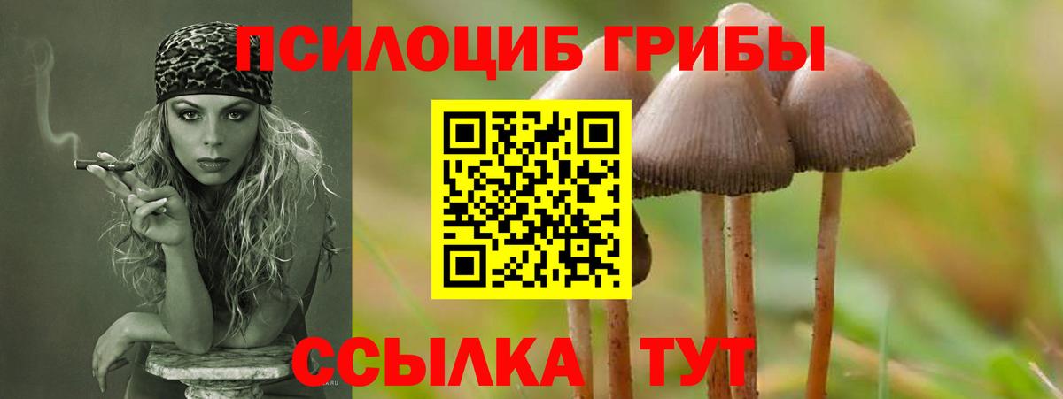 Галлюциногенные грибы Psilocybe Улан-Удэ
